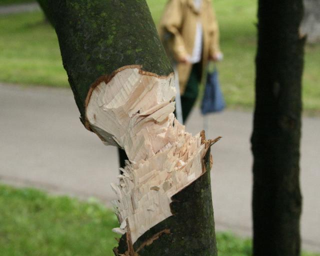 vandal (0)